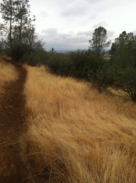 Singletrack on Guardians Trail