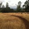 More of singletrack on Guardians Trail