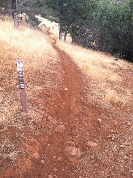 Trail divide leading to Bloody Pin Trail (Advanced)