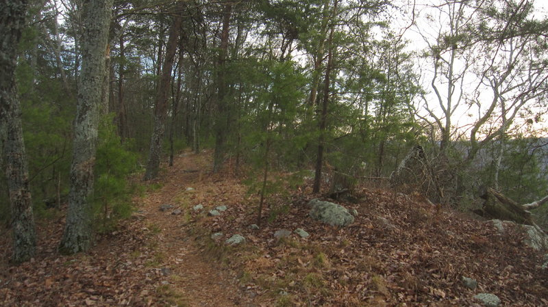 A welcoming smooth section of trail on Dug Gap.