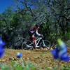 Bluebonnets coming in on the new loop