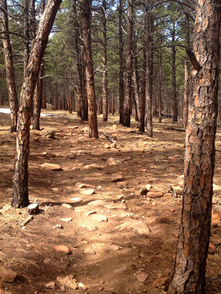 The wooded section along the Spring Brook loop.  The trail is twisty and fun through here.