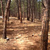 The wooded section along the Spring Brook loop.  The trail is twisty and fun through here.