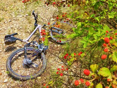 Fuel up on blackberries as you climb the hill.