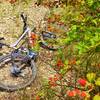 Fuel up on blackberries as you climb the hill.