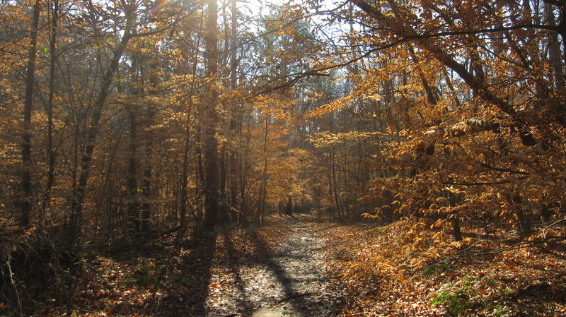 It's relatively flat at the start of Hurricane Trail, but not for long.