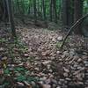 Beginning of Little Pisgah trail.