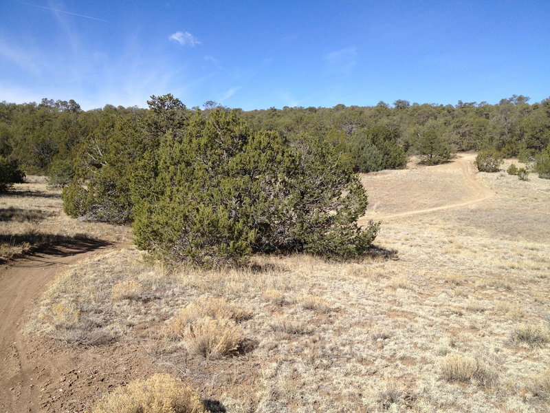 Gradual climbs and descents on the Coyote Trail