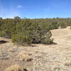 Gradual climbs and descents on the Coyote Trail