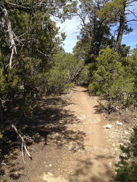 The Cedro Single-track Trail