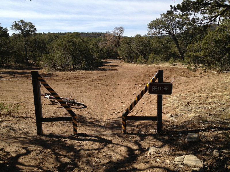 The gate at the end of the Coyote Trail, the road beyond is just a little loop pullout, Rd 462 is just beyond the trees and you continue straight across that.