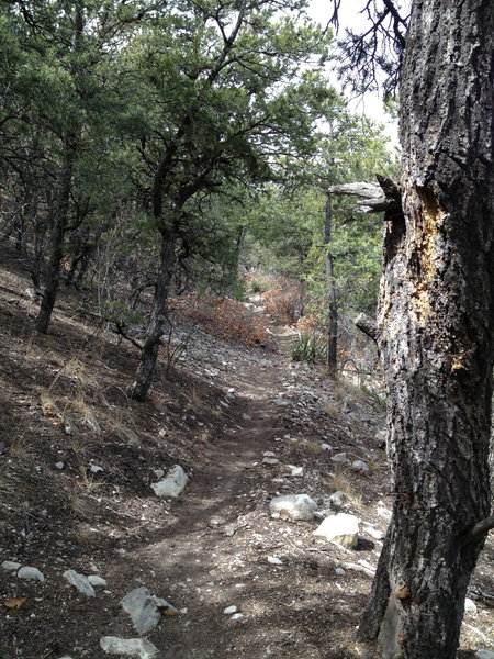 Delbert's Trail contouring along the hillside.