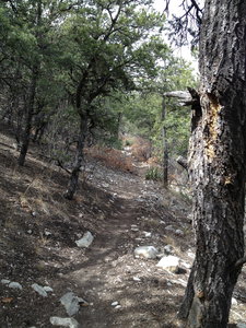 Delbert's Trail contouring along the hillside.