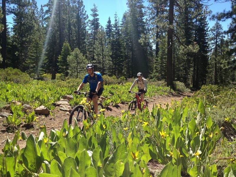 June flowers on our way up to the Tahoe Rim Trail