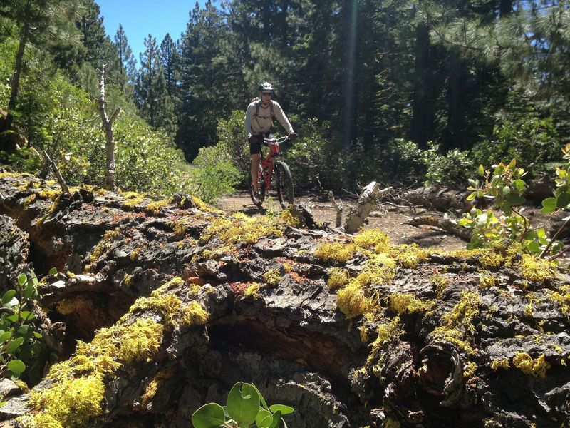 A flat section of the Tahoe Rim Trail