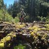 A flat section of the Tahoe Rim Trail