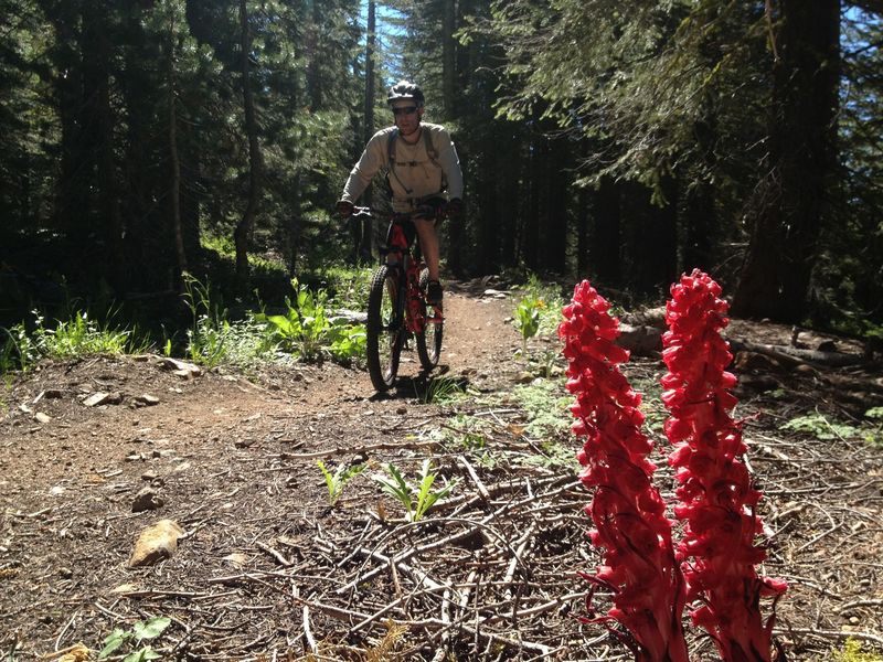 The pleasant, flat section of this trail.