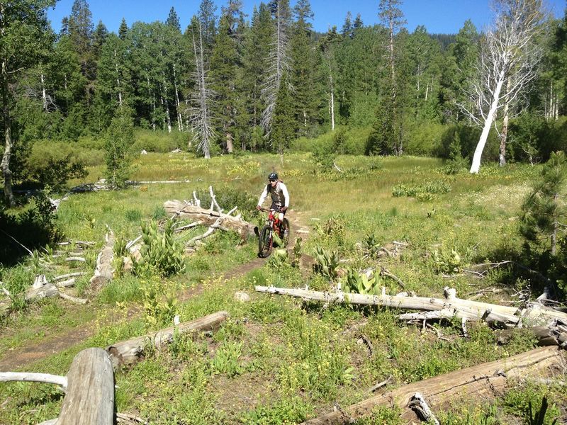 Through Page Meadow