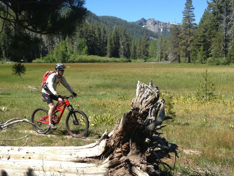 Going through Page Meadow