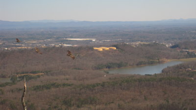 Buzzards at Buzzard's Roost
