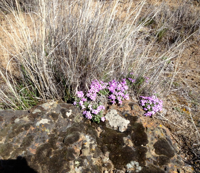 Flowers for the trail