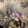 Flowers for the trail