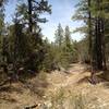 Sweet single track running down Otero Canyon.