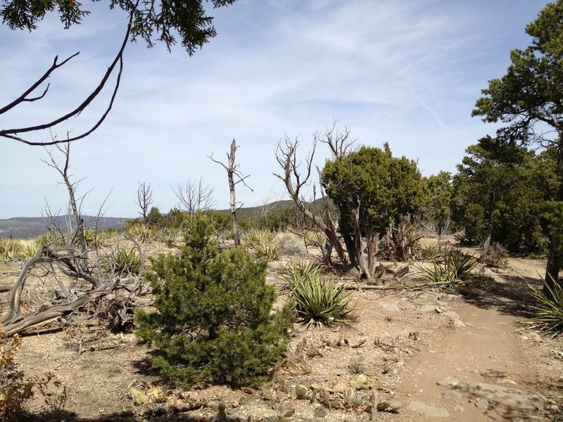 Burnt out area at the top of the Birdhouse Ridge Trail.