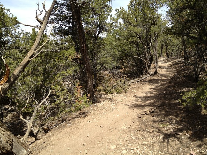 Nice new trails thanks to FOO and the FS.