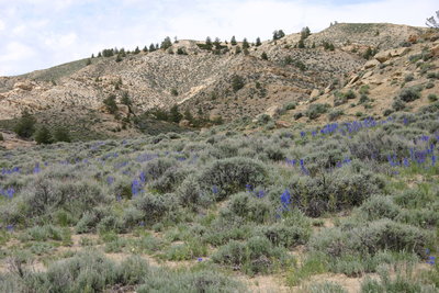 A moist spring leads to some beautiful, and deadly Larkspur along the singletrack of Cody's Slickrock trail.