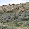 A moist spring leads to some beautiful, and deadly Larkspur along the singletrack of Cody's Slickrock trail.