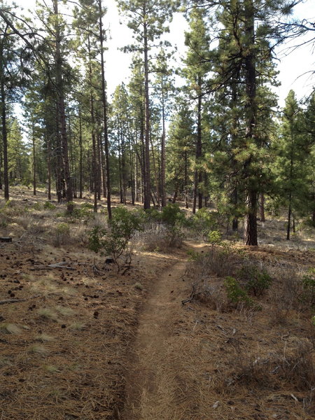 Deschutes National Forest, so much of it.