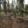 Deschutes National Forest, so much of it.