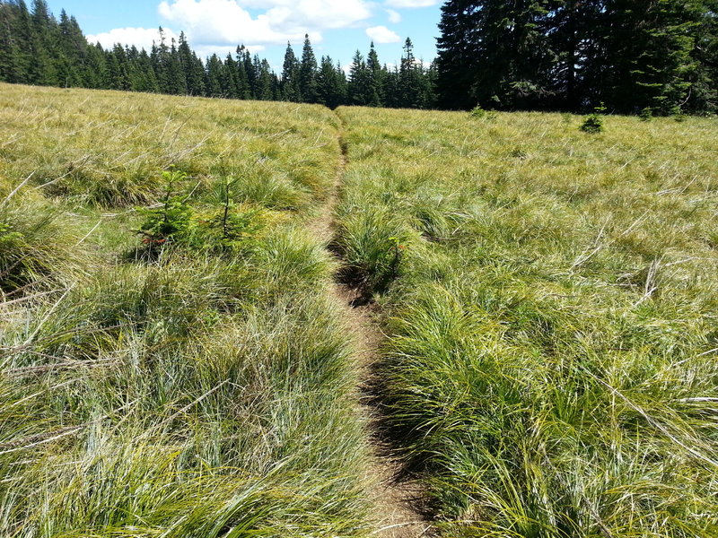 Sourgrass meadow.