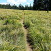 Sourgrass meadow.