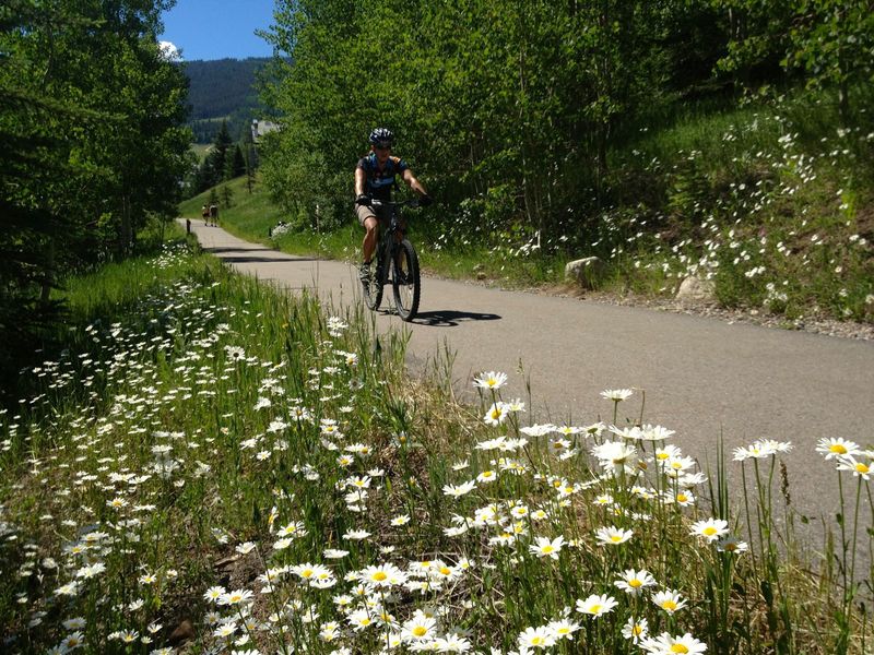 Wildflowers on the Beaver Creek Village Path