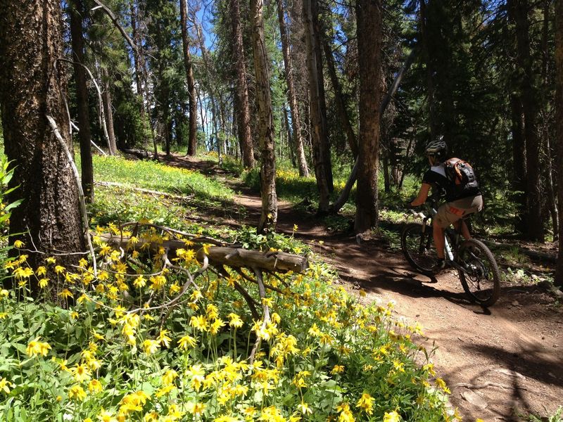 Wildflowers on Rose Pedal