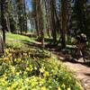 Wildflowers on Rose Pedal