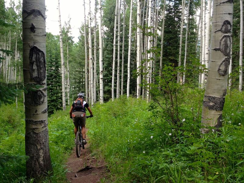 Starting the plunge through some big aspens