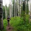 Starting the plunge through some big aspens