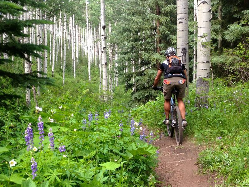 Awesome wildflowers and aspens on Paulies Plunge