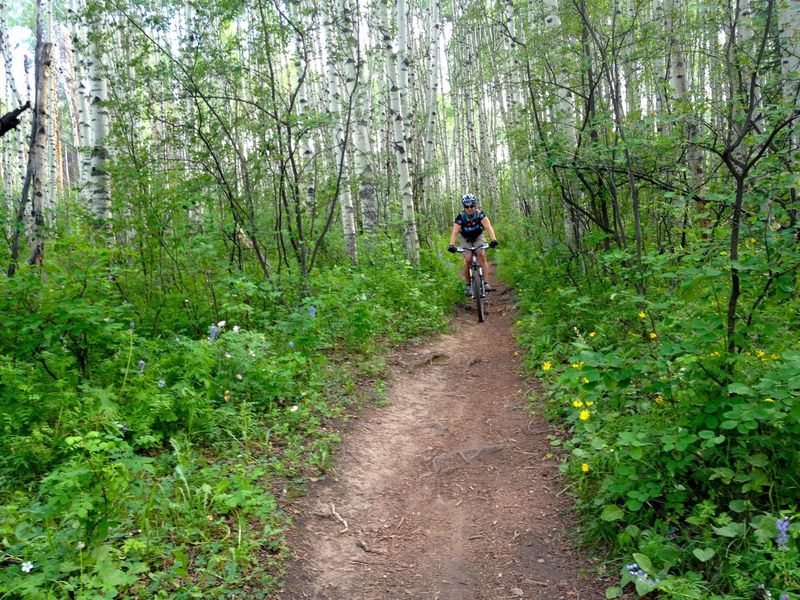 More wildflowers.  More aspens.  Ho hum.