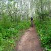 More wildflowers.  More aspens.  Ho hum.