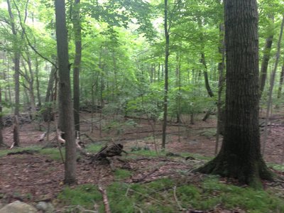 Fine singletrack in the woods.