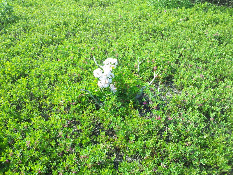 Flora on the trail