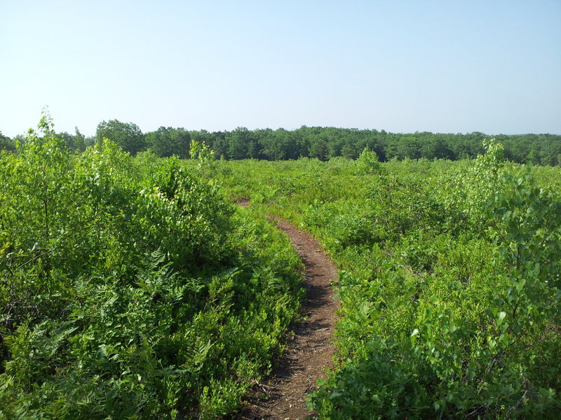 More singletrack