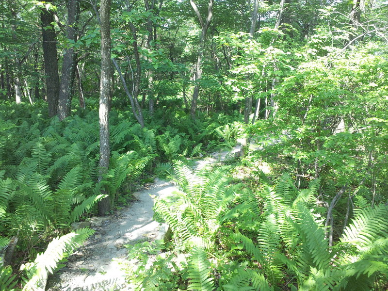 Into the forest