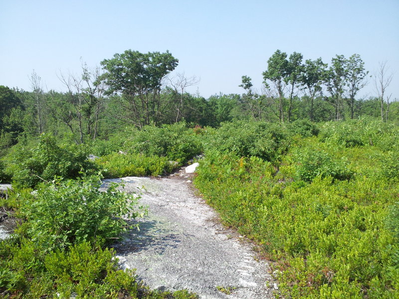 The trail crosses some slabs