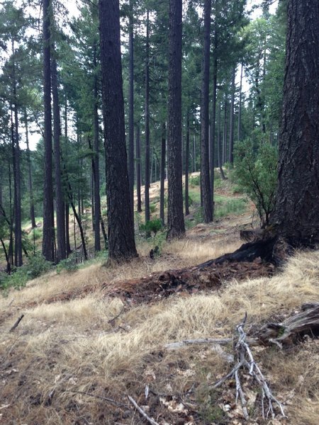 SingleTrack on Climb