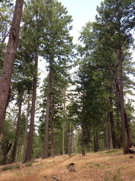 Singletrack to the top